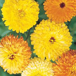 Calendula Pacific Mixed - Seeds