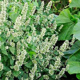 Catmint - Seeds