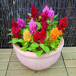 Celosia Nana Mixed - Seeds