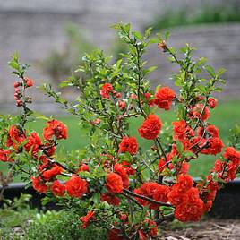 Chaenomeles Orange Storm