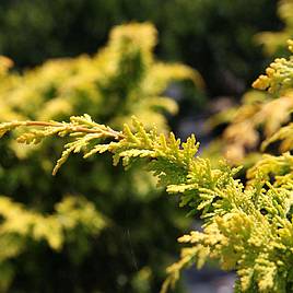 Chamaecyparis obtusa Fernspray Gold