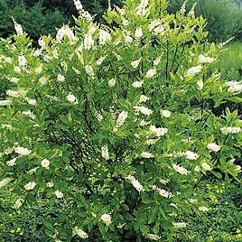 Clethra alnifolia Hummingbird