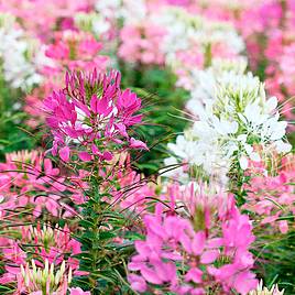 Cleome Fireworks Mix - Seeds