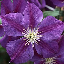 Clematis Star of India