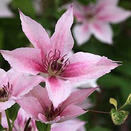 Clematis Pink Fantasy