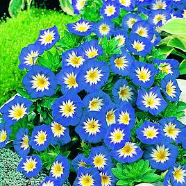 Convolvulus minor Blue Ensign - Seeds