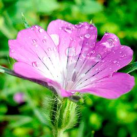 Corncockle - Wildlife Garden Seeds