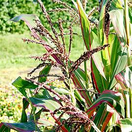 Prairie Ornamental Corn Japonica - Seeds