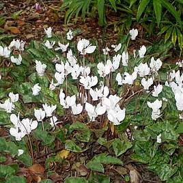 Edelweiss Perennials. Cyclamen hederifolium Silver Leafed Group