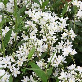 Deutzia Yuki Snowflake Proven Winners®