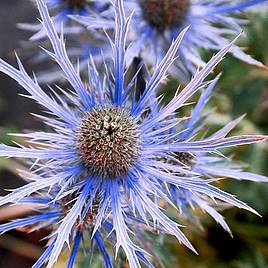 Eryngium alpinum Blue Ice - Seeds