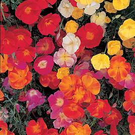 Eschscholzia Single Purple - Seeds