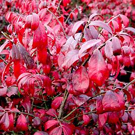 Euonymus alatus Compactus