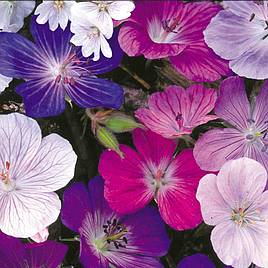 Geranium Hardy Mix - Seeds