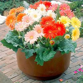 Gerbera Cut Flower Mix - Seeds