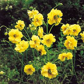 Geum Lady Stratheden