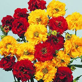 Geum Oranges and Lemons - Seeds