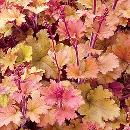 Heuchera Marmalade