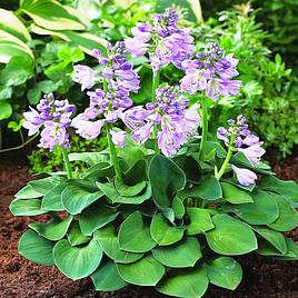 Hosta Blue Mouse Ears