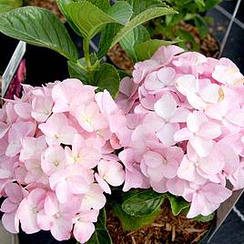 Hydrangea macrophylla Belle Seduction