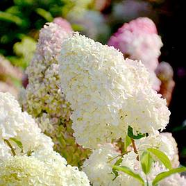 Hydrangea paniculata Diamantino