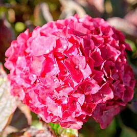 Hydrangea macrophylla Glowing Embers