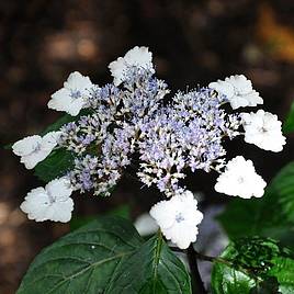 Hydrangea serrata Intermedia (Acuminata)