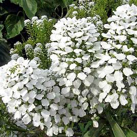 Candytuft 'Mount Hood' - Seeds | Suttons