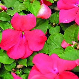 Impatiens Xtreme Scarlet - Seeds