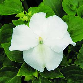 Impatiens Xtreme White - Seeds