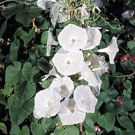 Ipomoea Pearly Gates - Seeds