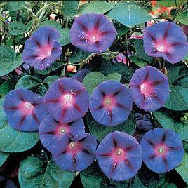 Ipomoea purpurea Grandpa Ott - Seeds