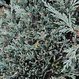 Juniperus horizontalis Icee Blue