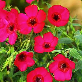 Linum Red Robin - Seeds