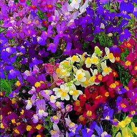 Linaria Fairy Bouquet - Seeds