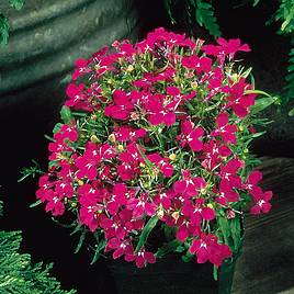 Lobelia Riviera Rose - Seeds