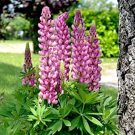 Lupin Mini Gallery Bi-colour Pink