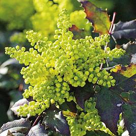 Mahonia aquifolium