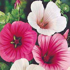 Malope Strawberries & Cream Mix - Seeds