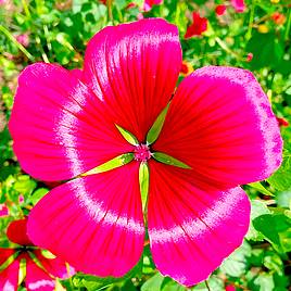 Malope Trifida Vulcan - Seeds