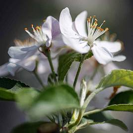 Crab Apple Golden Hornet