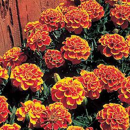 French Marigold Queen Sophia - Seeds