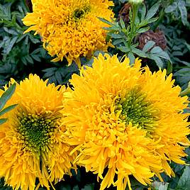 African Marigold Mission Giant - Seeds