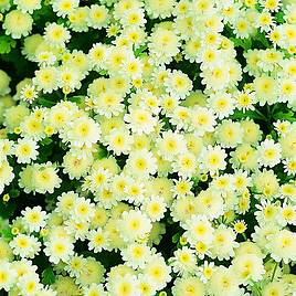 Matricaria Snow Puffs - Seeds