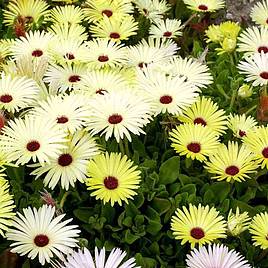 Livingstone Daisy Yellow Sunshine - Seeds