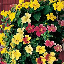 Mimulus F1 Magic Mixed - Seeds