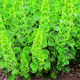 Moluccella Laevis - Seeds