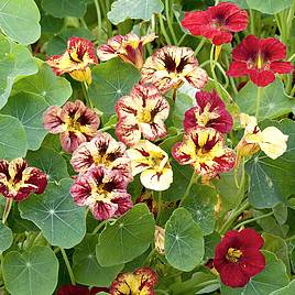 Nasturtium Bloody Mary - Seeds