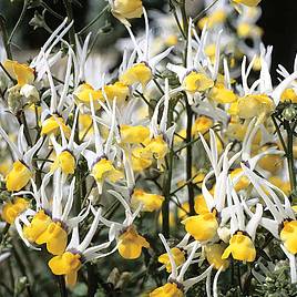 Nemesia Masquerade - Seeds