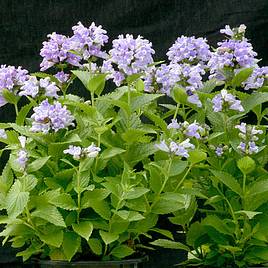 Nepeta Blue Panther - Seeds